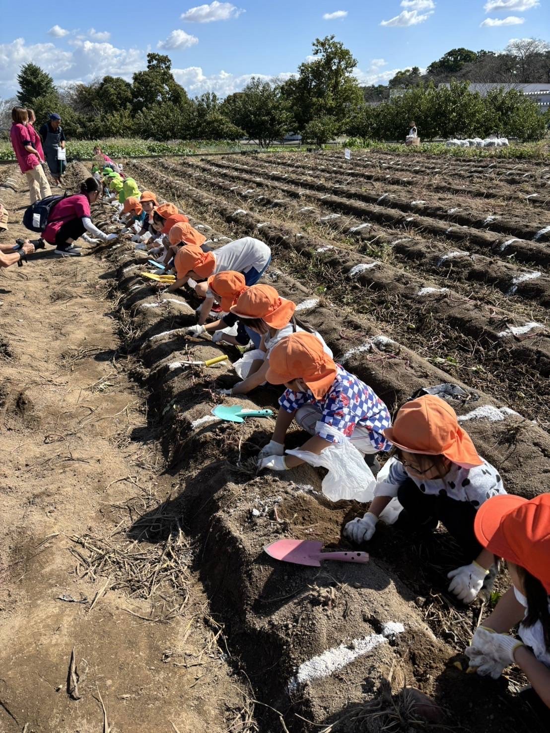 4・5歳　芋ほり遠足
