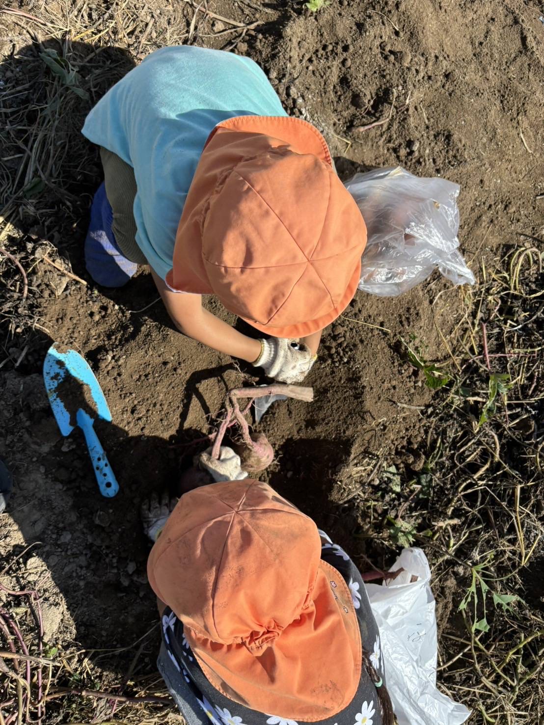 4・5歳　芋ほり遠足