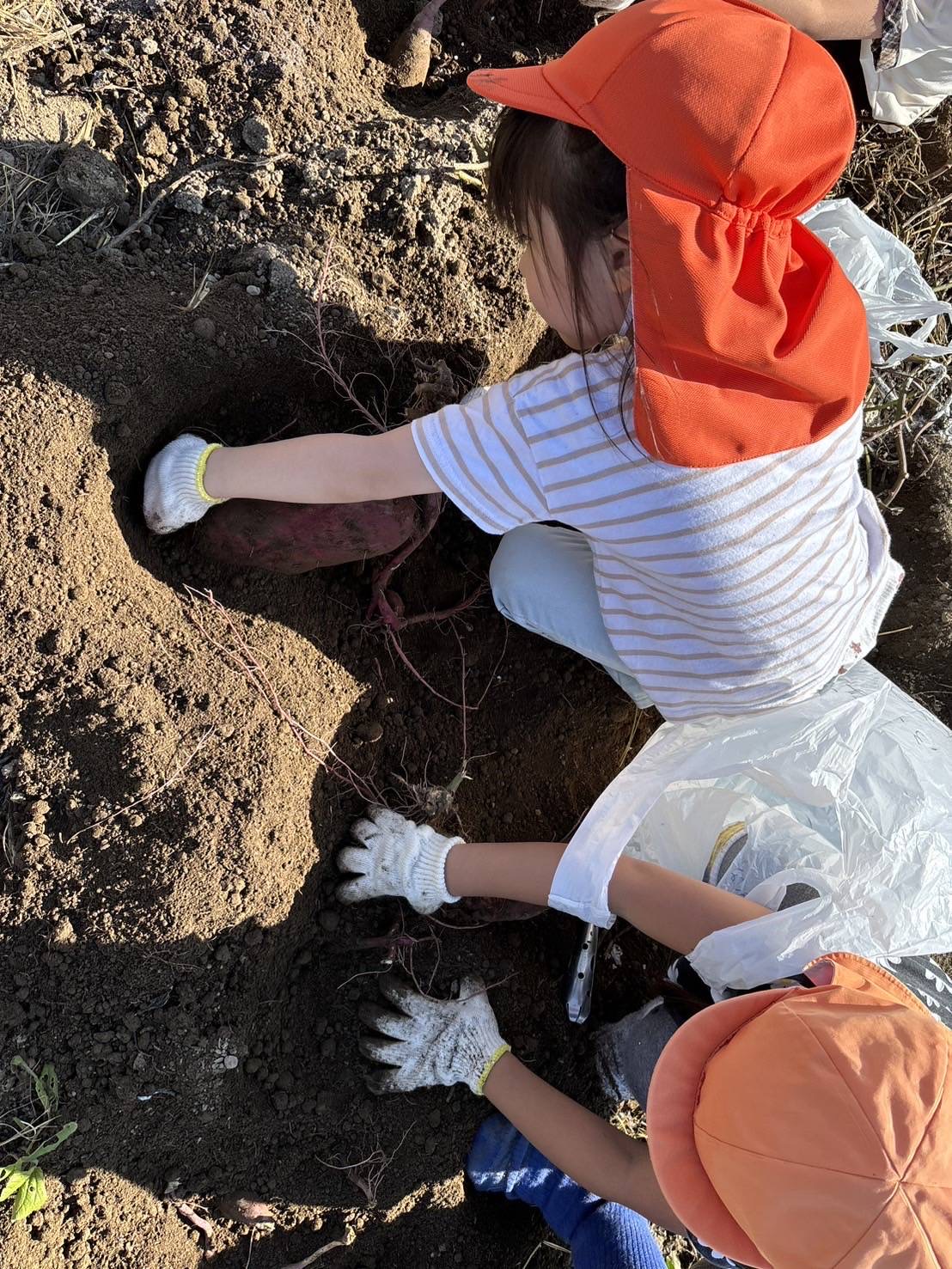 4・5歳　芋ほり遠足