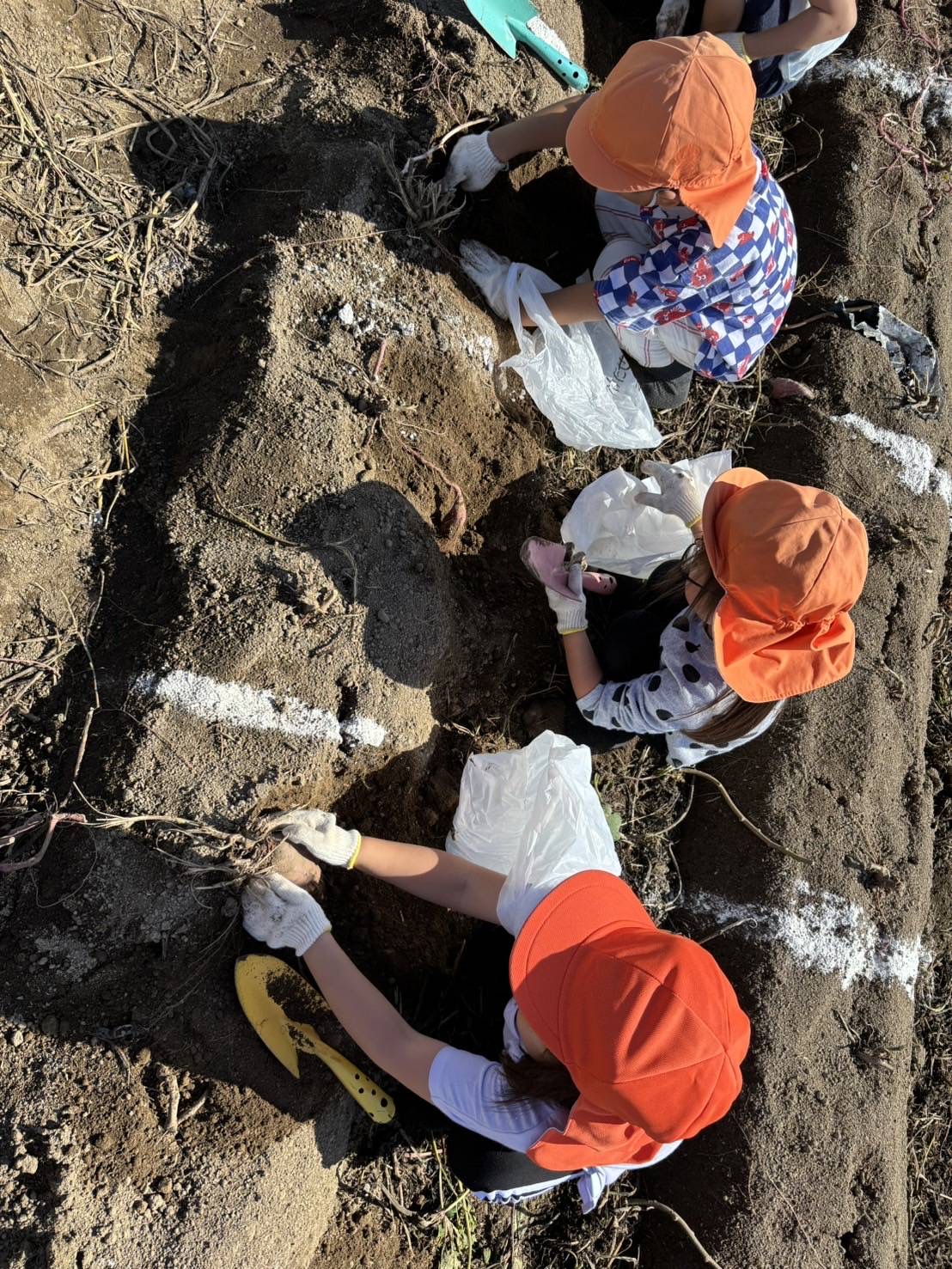 4・5歳　芋ほり遠足