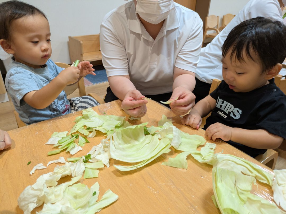 わかば組の食育《キャベツと小松菜》