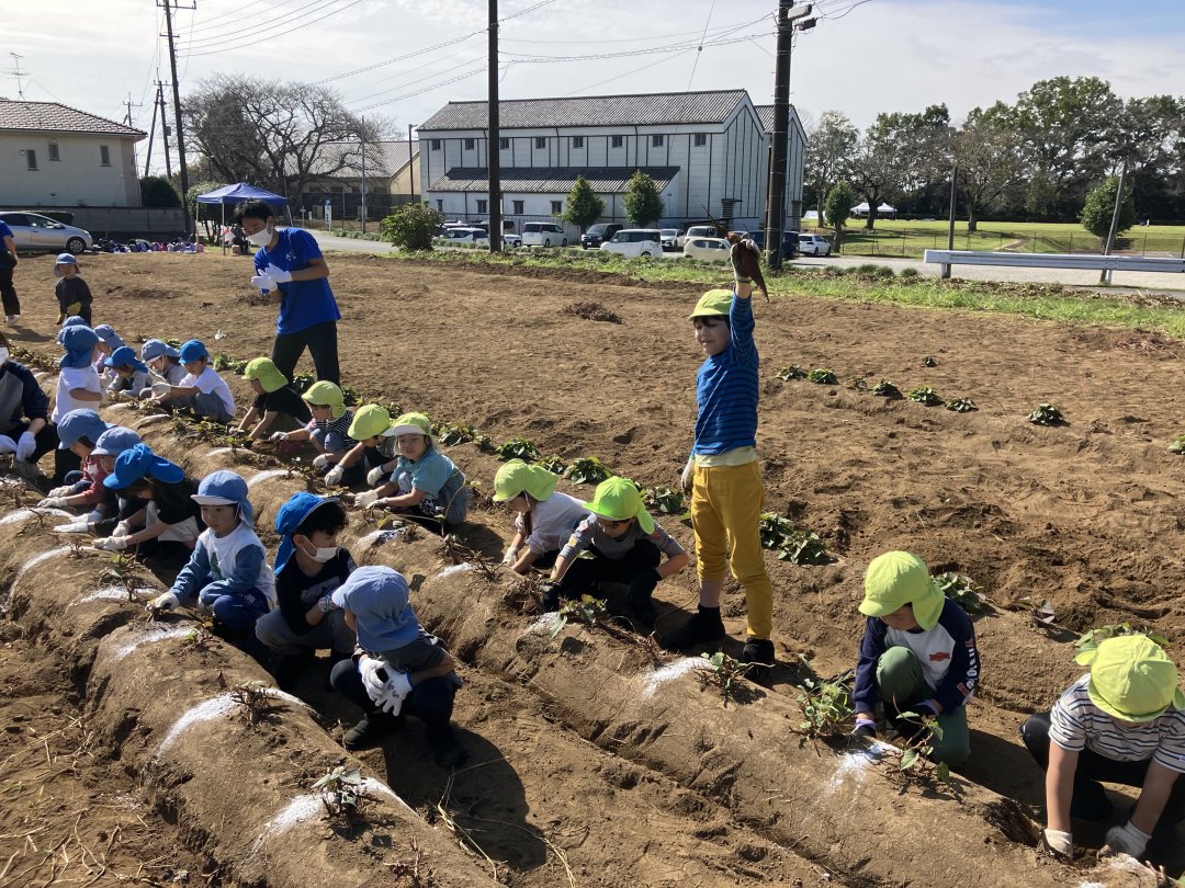 ４・５歳児　芋掘り遠足