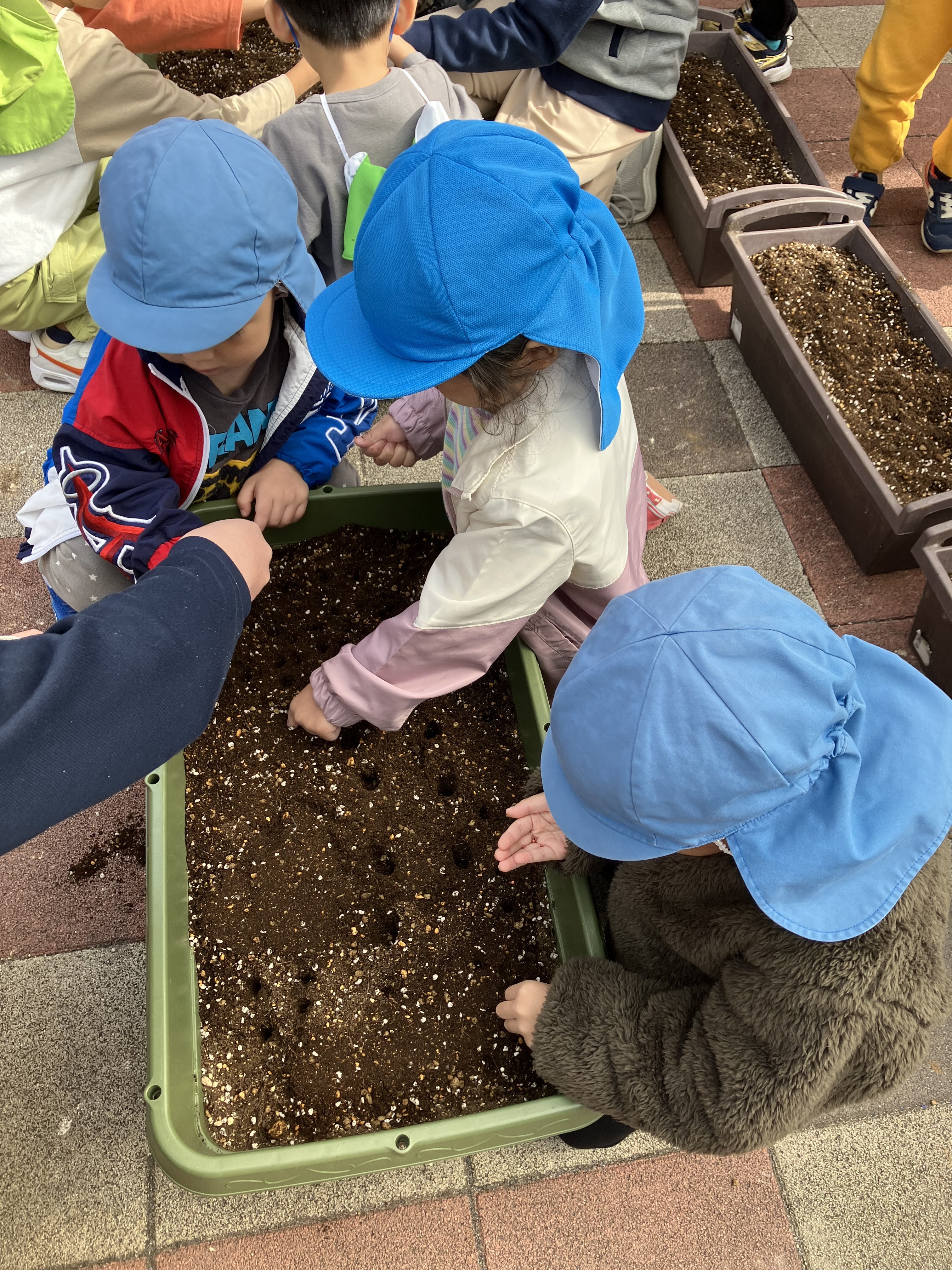 幼児クラス秋冬の栽培開始！！