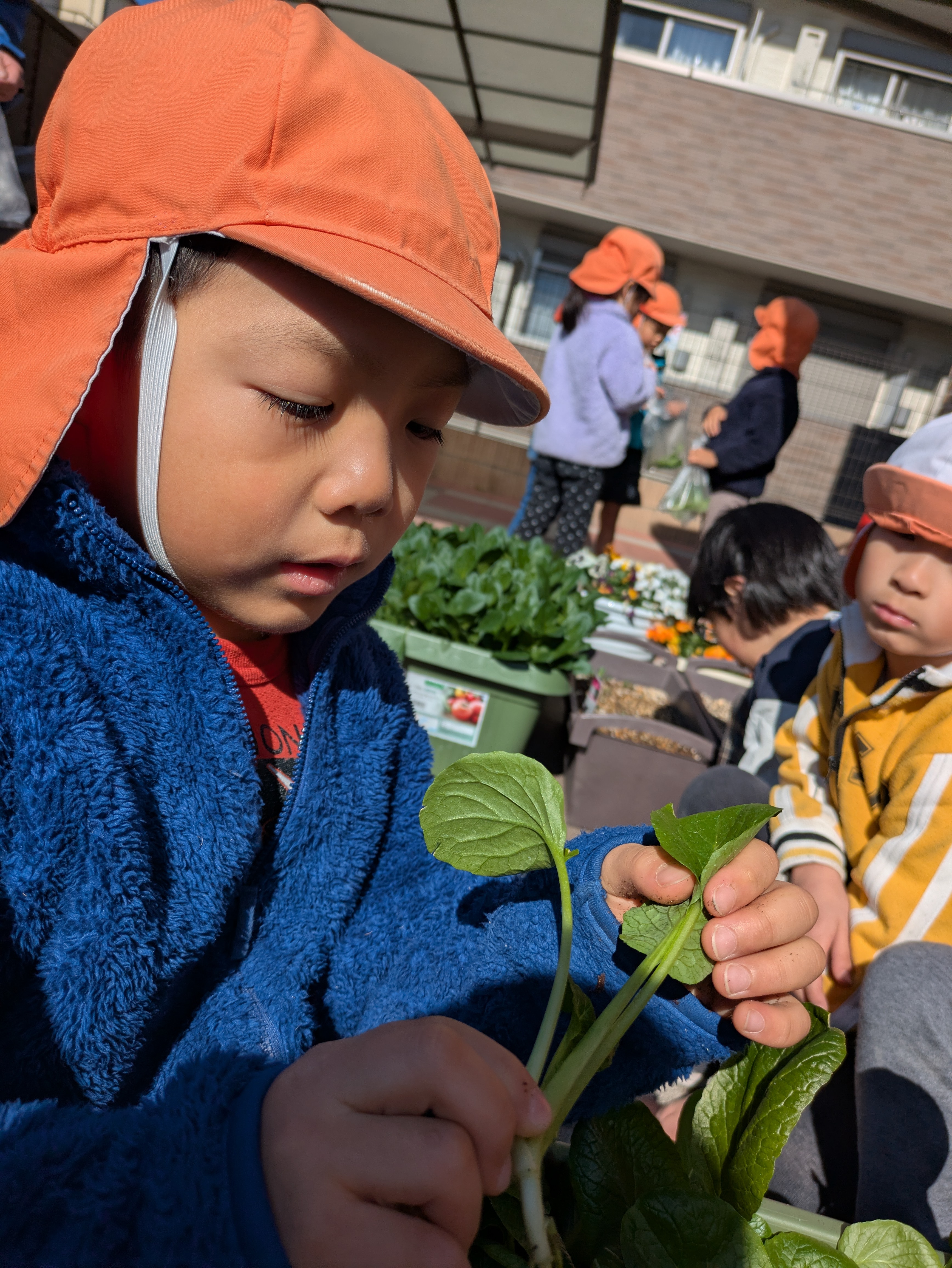 つむぎ組　だいち組　小松菜収穫！！