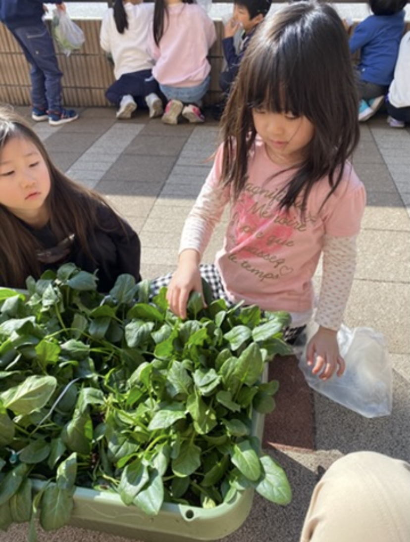 幼児クラス　ほうれん草収穫！！