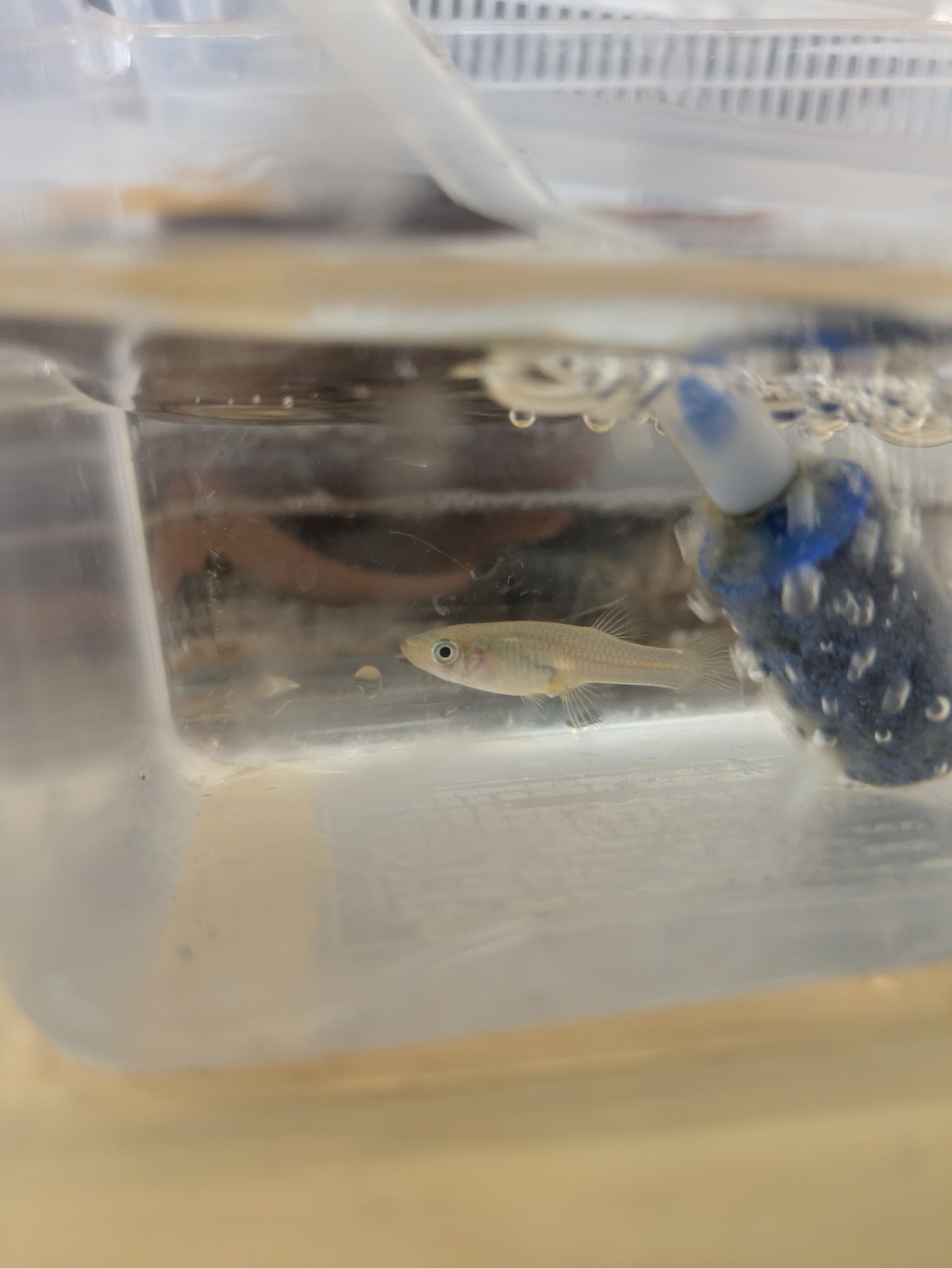 さよなら、ありがとう！